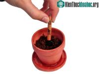Ảnh “Cây” bút chì