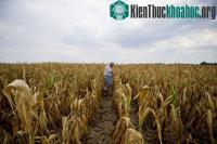 Ảnh Mỹ: Hạn hán nghiêm trọng nhất trong gần 60 năm qua