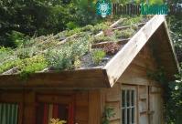 Ảnh Australia khuyến khích trồng cây trên các mái nhà