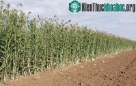 Ảnh Ethanol từ lúa miến - đột phá nhiên liệu sinh học