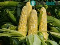 Ảnh Khử phóng xạ bằng lõi ngô