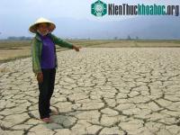 Ảnh Cả nước có gần 50.000ha cây trồng bị khô hạn cục bộ
