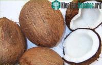 Ảnh Giảm cơn khát điện bằng quả dừa