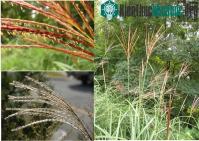 Ảnh Bước tiến mới trong phát triển năng lượng sinh học