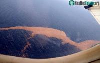 Ảnh Rác sóng thần Nhật tới Hawaii