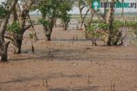 Ảnh IUCN, MFF tài trợ bảo vệ rừng ngập mặn tại Nam Định