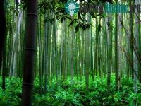 Ảnh Thu giữ CO2 từ không khí không khả thi