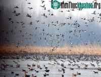 Ảnh La Nina có thể là nguyên nhân gây ra đại dịch cúm