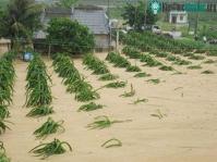 Ảnh Bình Thuận: Cát thải từ mỏ tràn vào nhà dân