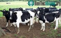 Ảnh Đo khí metan thải ra từ bò
