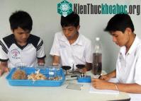 Ảnh Làm sạch môi trường bằng thảm vỏ tràm