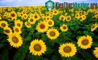 Ảnh Nhật trồng hoa hướng dương chống phóng xạ