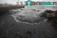 Ảnh Dầu ngoài khơi Trung Quốc tràn vào bờ