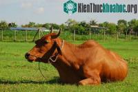 Ảnh Bò cũng gây ra hiệu ứng nhà kính