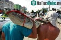 Ảnh Thái Lan: Cá sấu, rắn độc lổm ngổm trên phố sau lũ