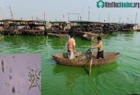 Ảnh Tảo lục đe dọa bờ biển phía đông Trung Quốc