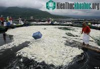 Ảnh 800 tấn cá măng chết bí ẩn