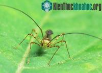 Ảnh Phát minh mới: Hợp chất tự nhiên xua côn trùng