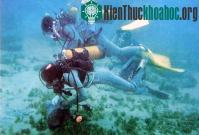 Ảnh Cỏ biển đứng trước nguy cơ tuyệt chủng