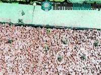 Ảnh Tứ Xuyên sợ động đất vì ếch “diễu hành”