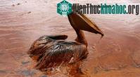 Ảnh Vịnh Mexico: Một năm sau thảm họa tràn dầu