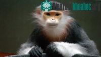 Ảnh Bảo vệ loài linh trưởng tại bán đảo Sơn Trà