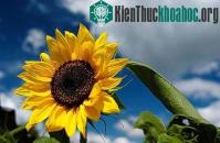 Ảnh Nhật dùng cây hoa hướng dương khử xạ cho đất