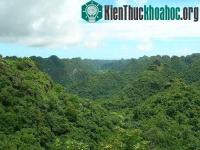 Ảnh Giải pháp phục hồi rừng ở Vườn quốc gia Cát Bà
