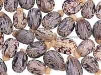 Ảnh Ấn Độ thông qua chính sách nhiên liệu sinh học