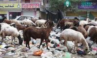 Ảnh Không còn lợn, Cairo ngập trong rác