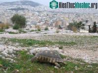 Ảnh Biến đổi khí hậu nhanh chóng buộc các nhà khoa học phải đánh giá các chiến lược bảo tồn