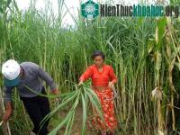 Ảnh Dùng cỏ xử lý môi trường, sản xuất nhiên liệu