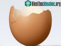 Ảnh Vỏ trứng giúp chống biến đổi khí hậu!