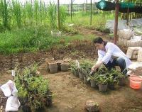 Ảnh Khắc phục ô nhiễm bằng… cỏ