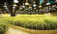 Ảnh Ăn hạt bông và trồng lúa dưới lòng đất