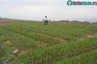 Ảnh Cải tạo bãi thải than bằng…cỏ