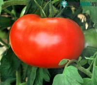 Ảnh Trồng cà chua bằng nước biển
