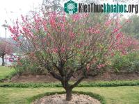 Ảnh Hướng dẫn cách chăm sóc hoa đào sau Tết