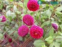 Ảnh Hướng dẫn cách trồng hoa thược dược nở đúng Tết