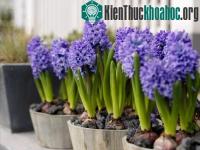 Ảnh Kỹ thuật trồng hoa tiên ông từ củ