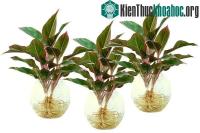 Ảnh Kỹ thuật trồng cây phú quý mang tài lộc giàu sang cho gia chủ