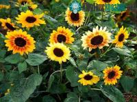 Ảnh Kỹ thuật trồng hoa hướng dương trong chậu