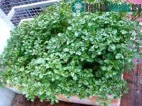 Ảnh Kỹ thuật trồng rau cải xoong trong thùng xốp