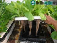Ảnh Trồng rau bằng phương pháp thủy canh