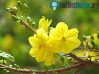 Ảnh Kỹ thuật trồng và chăm sóc hoa mai cho ngày tết