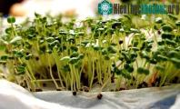 Ảnh Giới thiệu và hướng dẫn cách trồng rau mầm