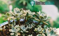Ảnh Kỹ thuật trồng hoa sen đá trong chậu
