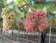 Ảnh Lai tạo thành công giống nho mới ít hạt