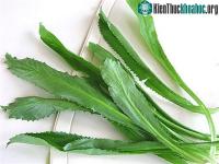Ảnh Kỹ thuật trồng cây mùi tàu trị bệnh trong chậu