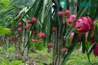 Ảnh Cách làm mới tiết kiệm điện cho người trồng thanh long